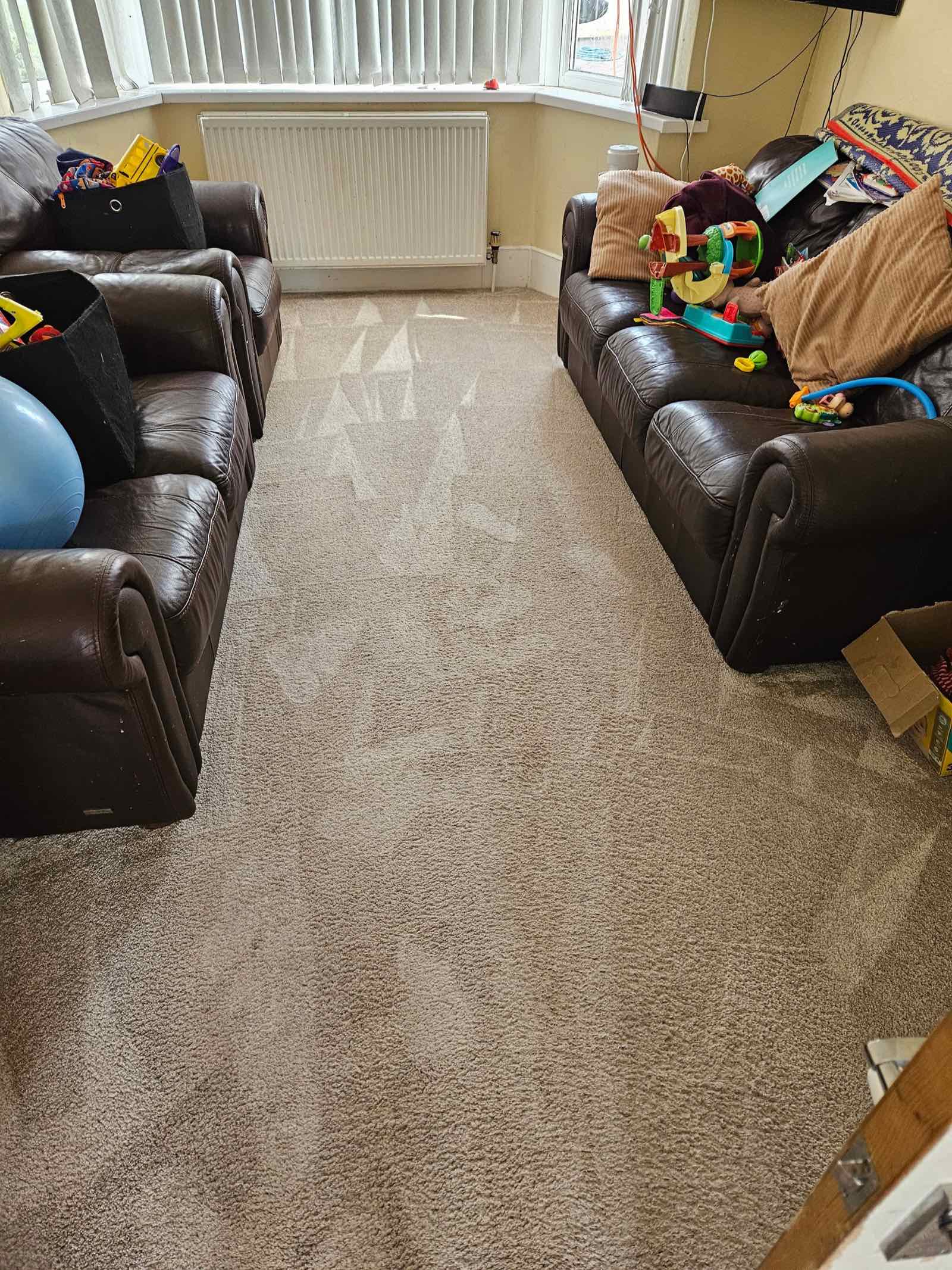 Freshly steam cleaned beige carpet in a family living room between two leather sofas